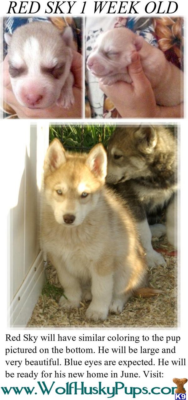 Puppies in NV